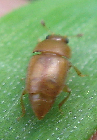 Ignoto? Epuraea sp.